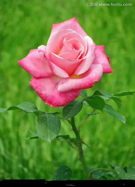 好看的山水花鸟大全,中国风山水花鸟图片