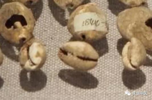 高血压要药：中药紫贝齿，曾比黄金值钱！缅怀杨大绮先生