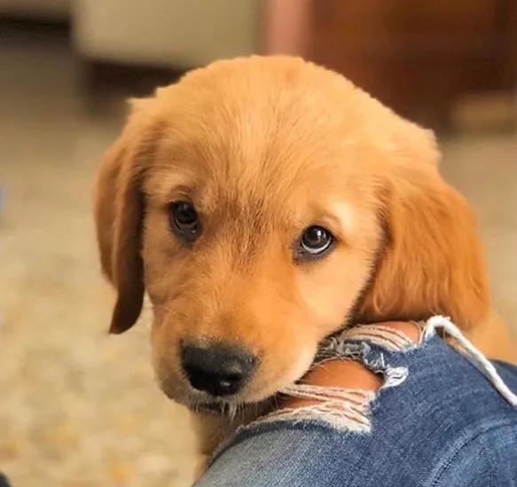 大金毛真的是太暖心了,大金毛到底有多可爱