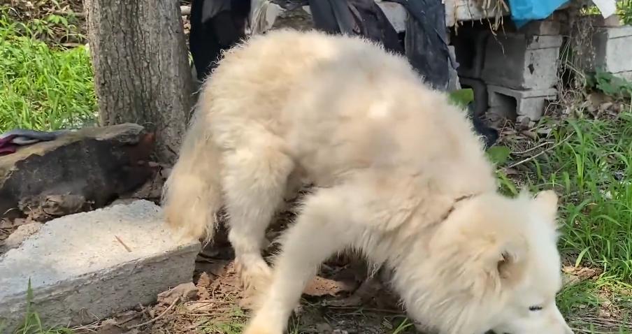 为什么繁殖犬要被虐待,繁殖犬没有效益