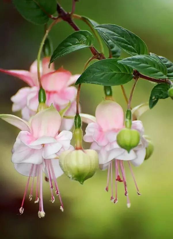 美丽的花倒挂金钟,美丽的倒挂金钟花图片