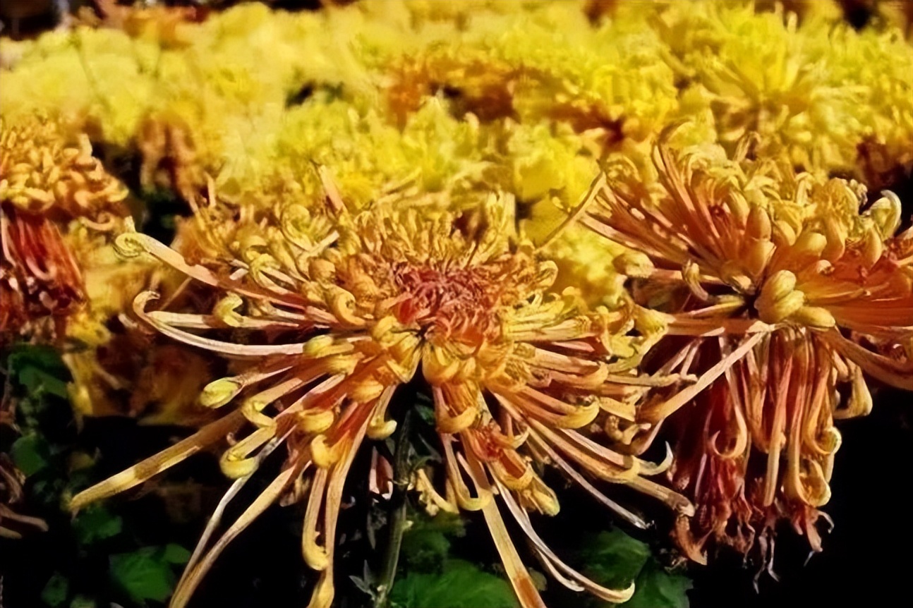 秋花诗词50首,金秋秋菊50种名菊