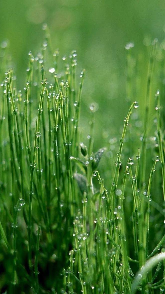 绿草茵茵壁纸,绿草壁纸