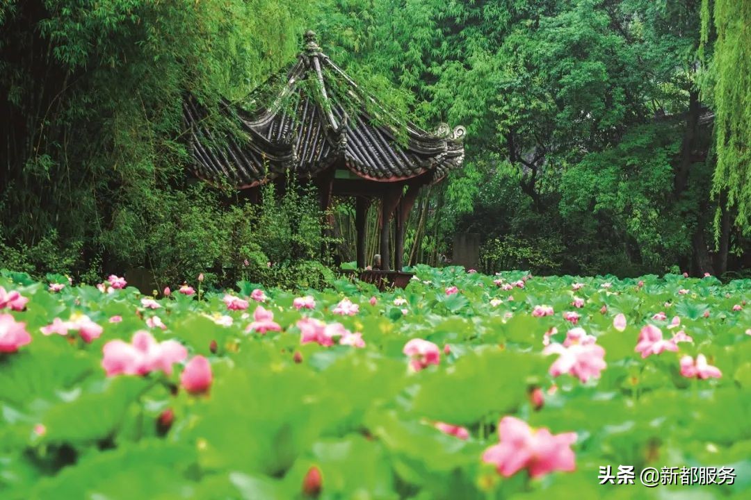 新都是镇还是区啊,什么是幸福的文案