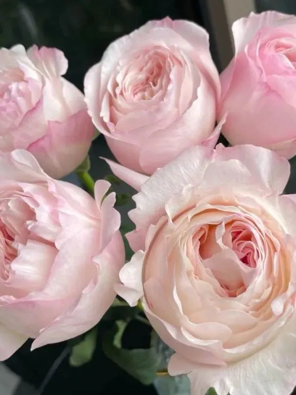 鲜花在水里能养几天会死,新加坡盆栽花卉怎么养