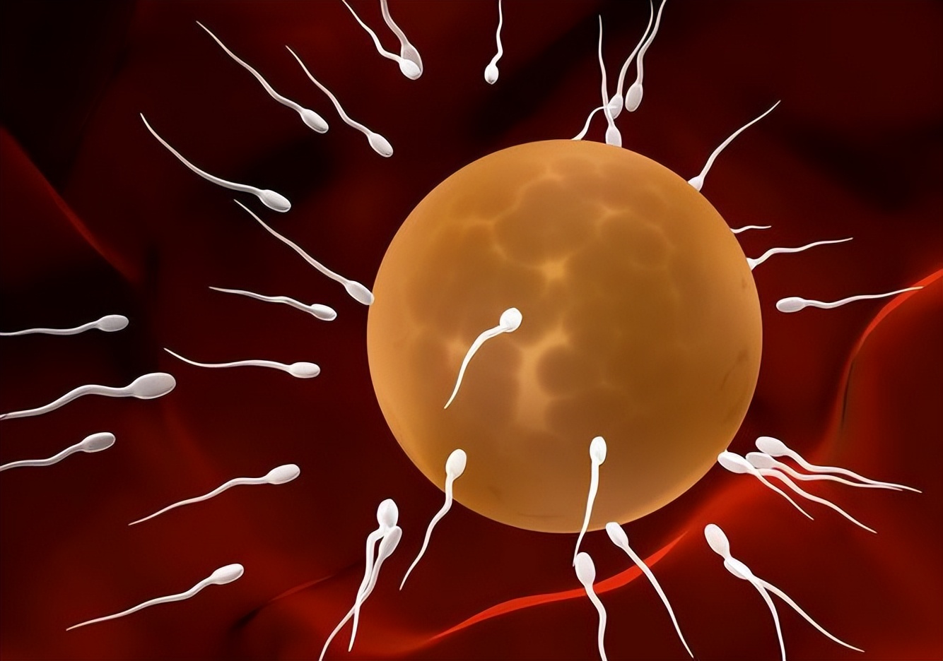 进入女性体内，没和卵子相遇的“小蝌蚪”去哪了？别羞于了解
