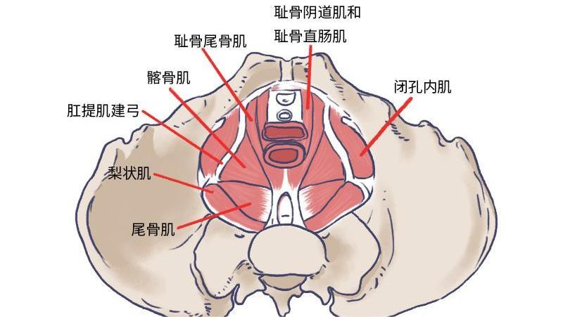 老人子宫掉出体外怎么治疗,62岁老人子宫掉下来
