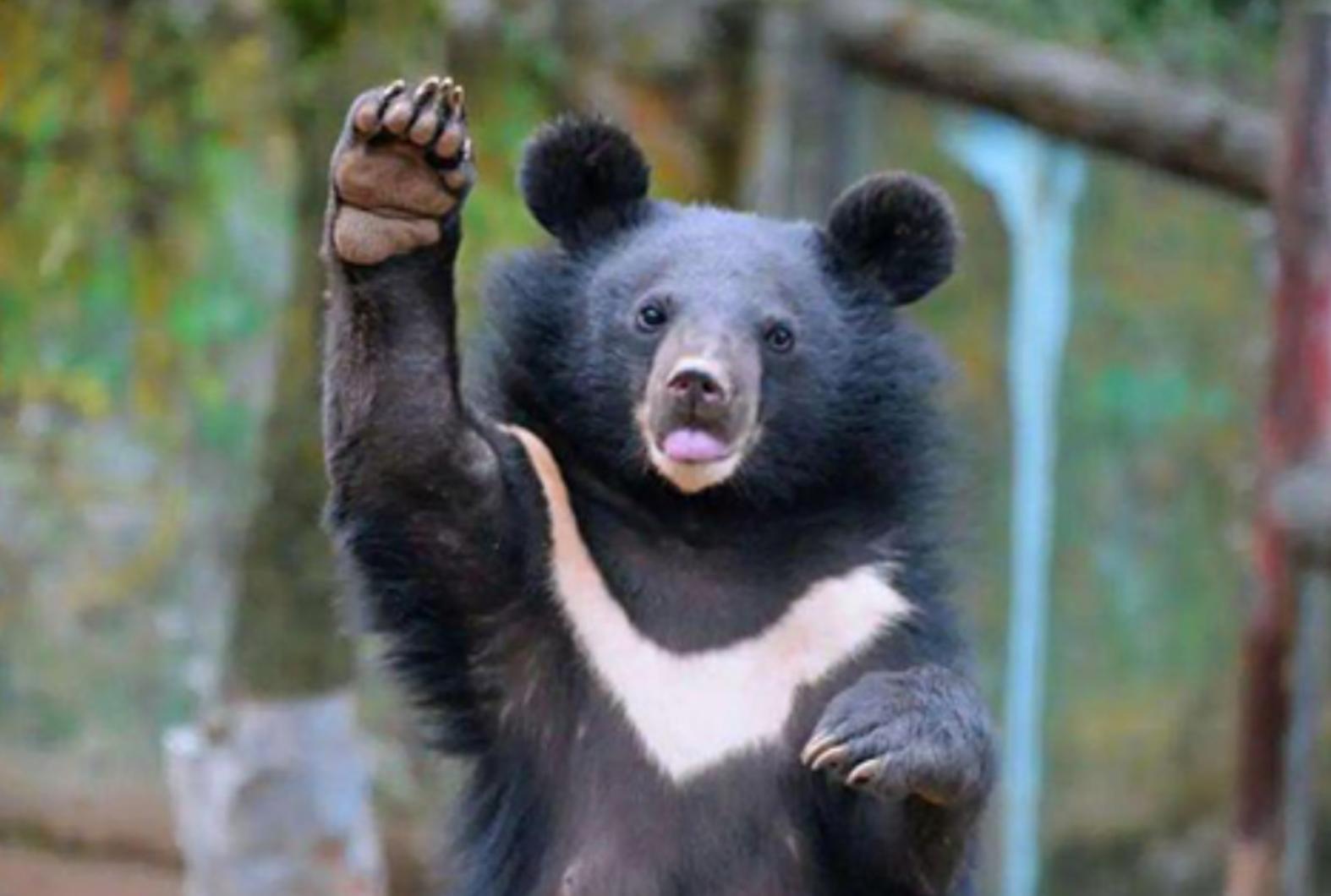 熊胆会对熊造成什么伤害,活熊取肝的危害