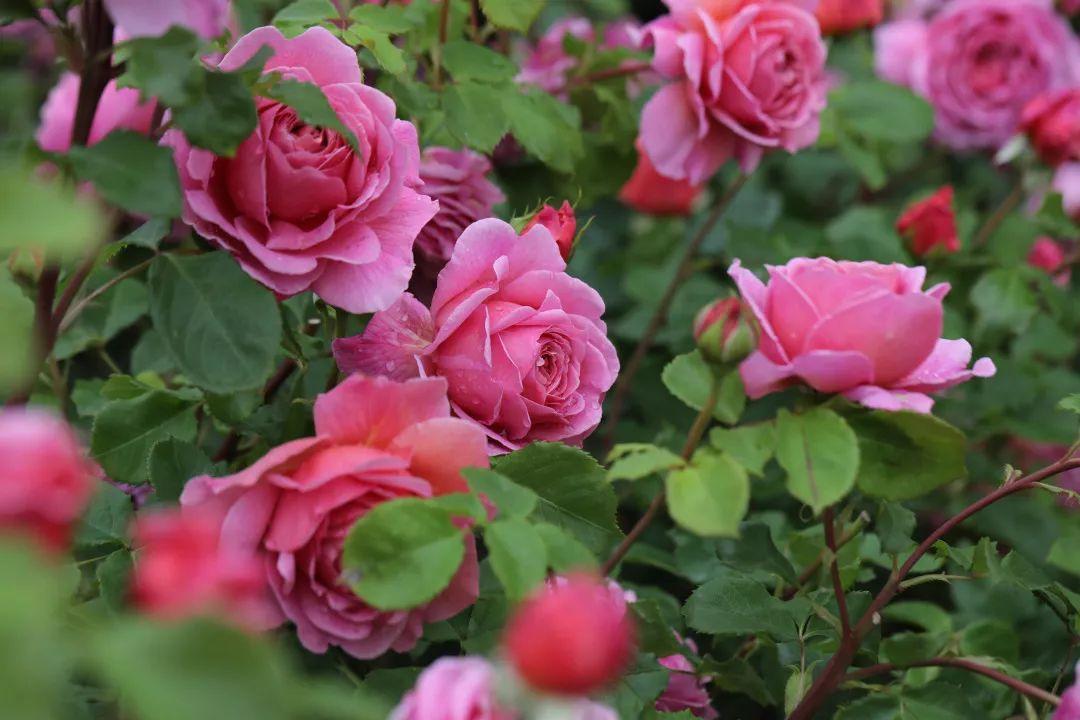 最值得养的大花微月,微月最耐寒好养的品种有哪些