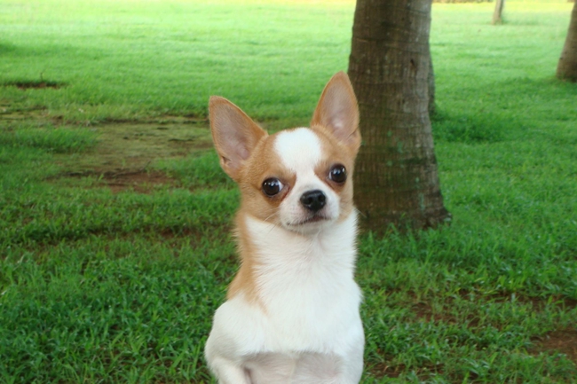 吉娃娃咬人怎么训嘴上戴个套,吉娃娃咬人怎么办