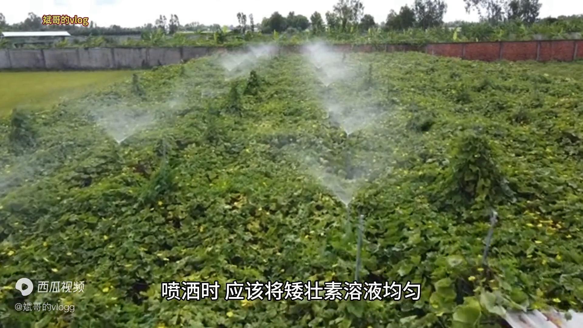 矮壮素的正确使用方法多肉,矮壮素可以给什么植物用