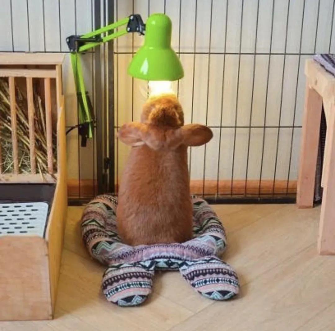 新手养兔指南小说,新手养兔指南免费