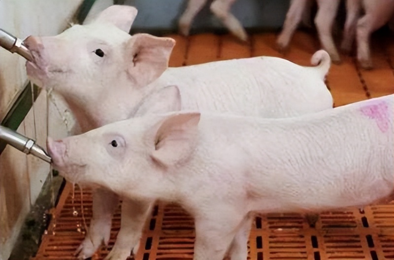 幼猪不吃东西怎么治疗,猪吃食量下降看不出什么病怎么治