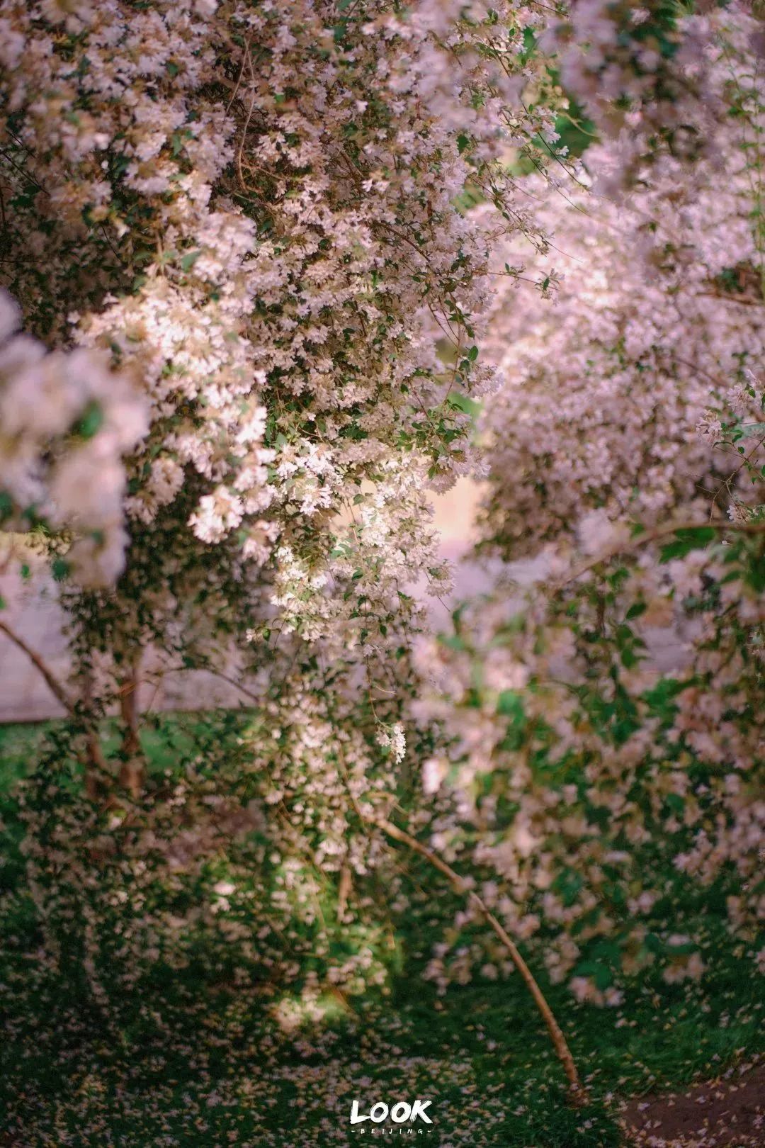 北京居庸关花海栈道,北京四季花海景区