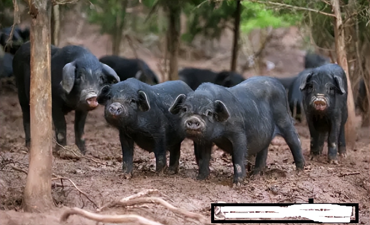 100个冷门历史常识,冷门的历史小知识