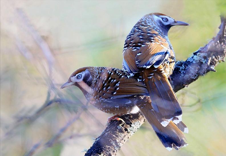 50张最佳鸟类摄影作品,鸟儿大全大图
