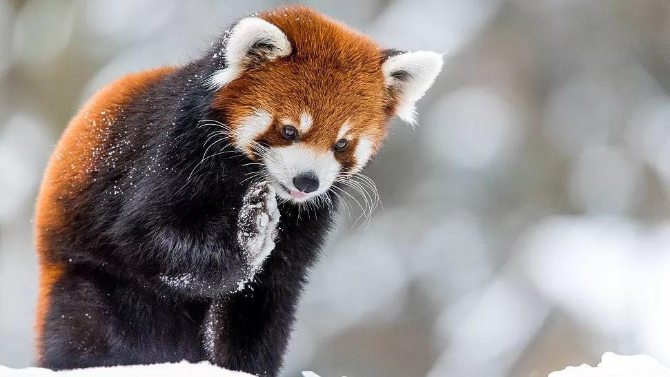 大熊猫真的安全了吗,大熊猫安全性能