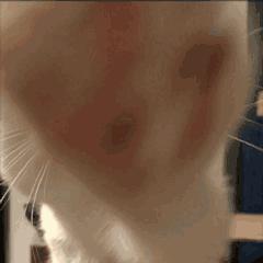 不管多生气也不要冷暴力,无论多生气也别打猫咪这几个部位