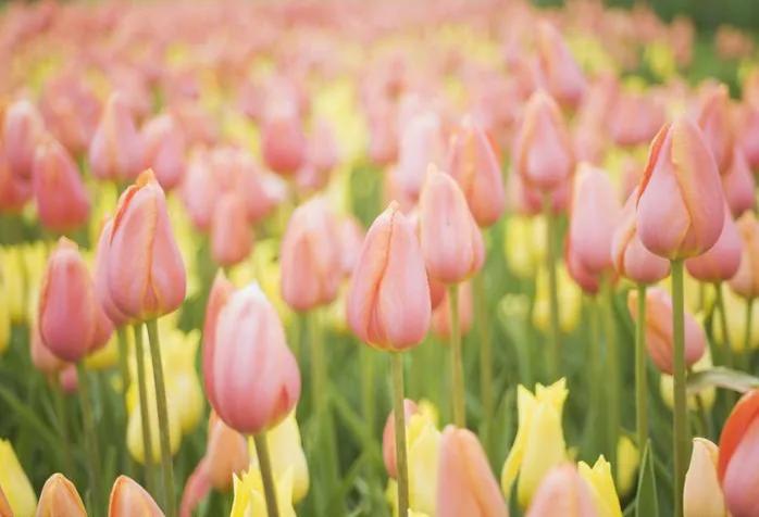 盘点各种花的花语还不快收藏起来,不常见的花的花语