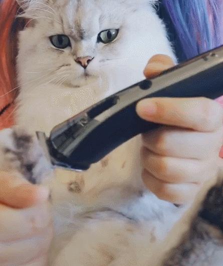 养猫一时爽撸猫火葬场,买猫一时爽养猫火葬场