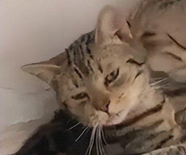 70万网友在线围观我家猫猫“搞黄色”：越看越上头，越看越变态