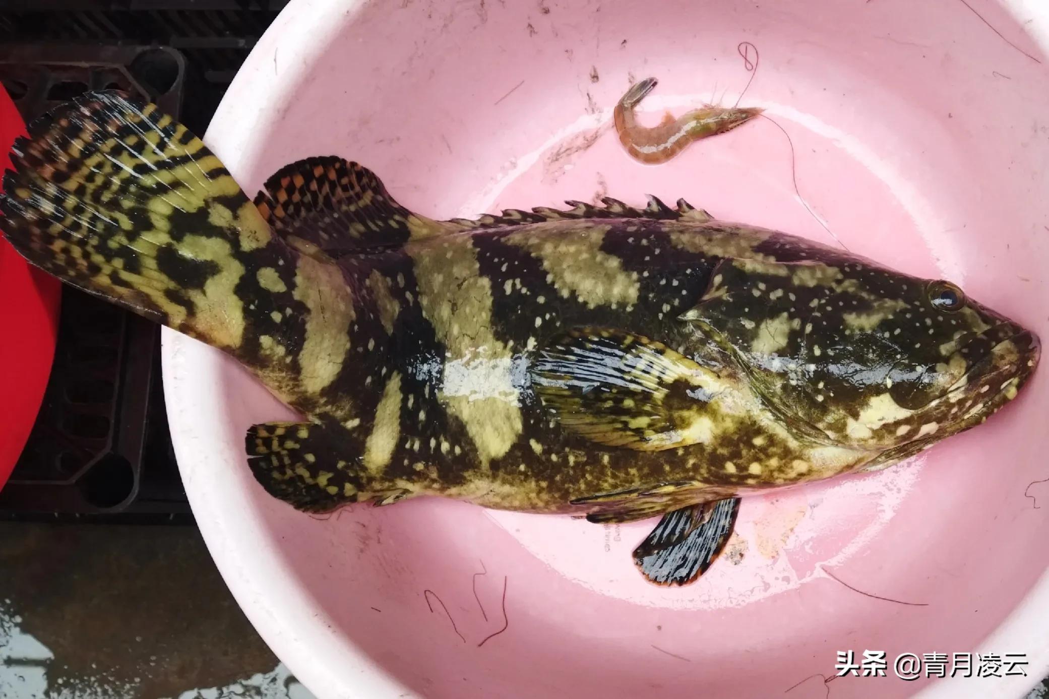 海鲜市场常见海产品图鉴,海鲜市场常见海产品图鉴表图例