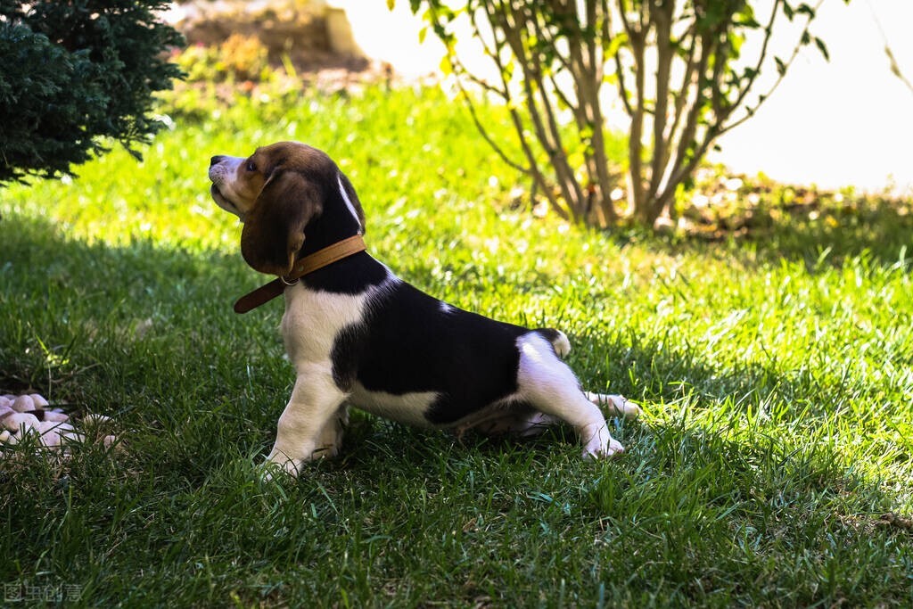 自制狗粮怎么分析营养成分,自制狗粮的肉怎么煮熟得快