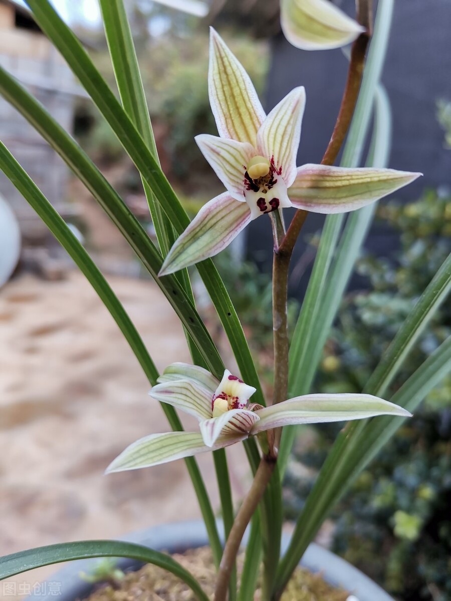 价值比较高的是哪种兰,名兰都是哪些品种