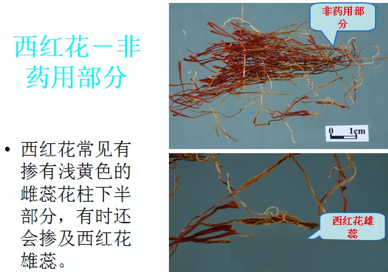 简单教你识别红花,番红花辨认