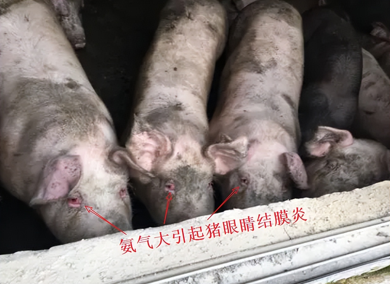 水泡粪养猪场建设方法,规模化养猪场怎么解决臭味