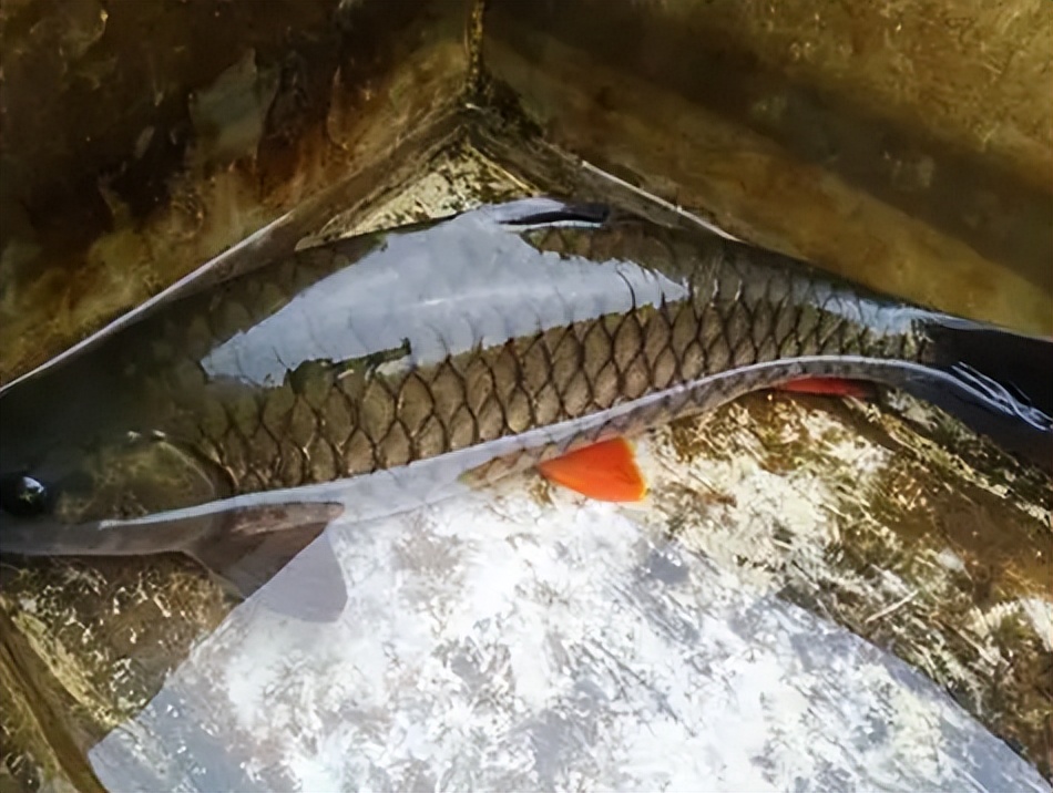 军鱼最大有多大,鱼鳞1.5公分的军鱼有多大