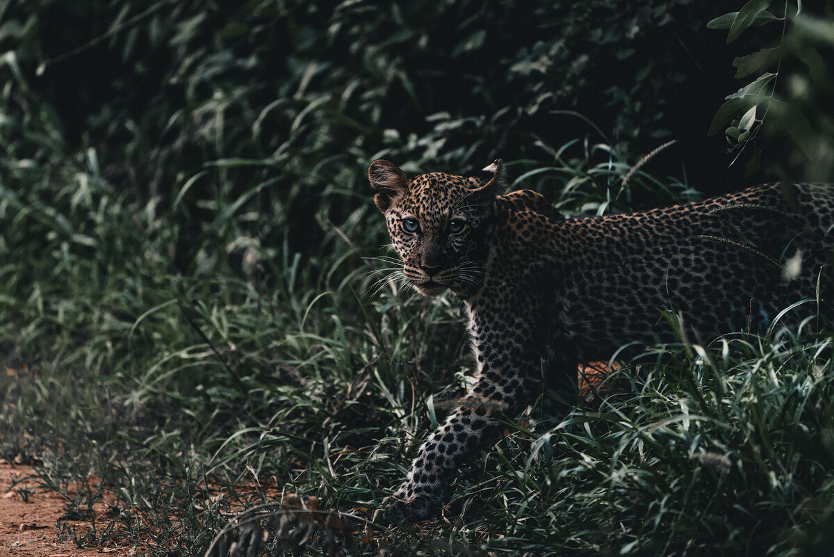 豪猪的攻击性,豪猪战斗力有多大