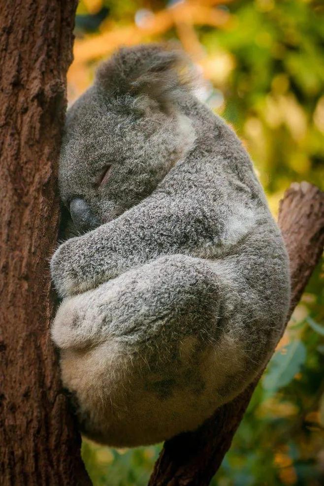 探秘袋鼠生活习性不为人知的一面,袋鼠不为人知的10个有趣冷知识