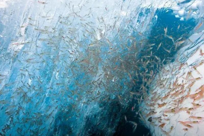 磷虾为什么被人类吃掉,人类捕食南极磷虾有多危害