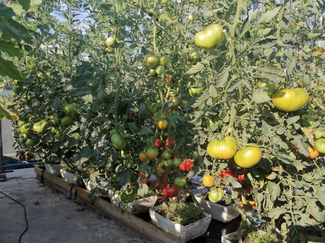 西红柿最近新消息,西红柿皮特别硬咋回事