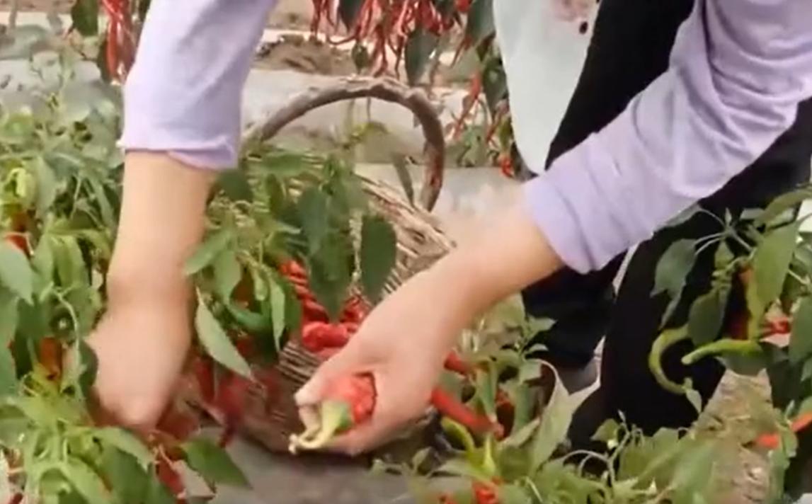 甘肃“辣椒王”刘彦斌,年产值亿万元,带动5000多户农户一同致富