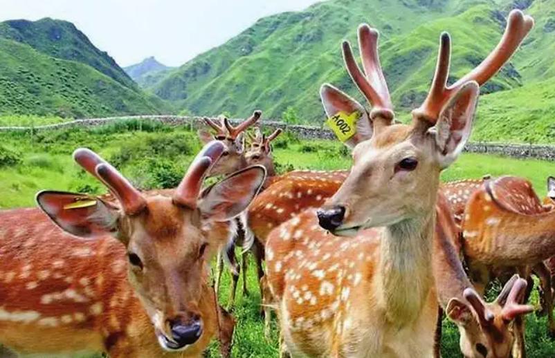 每天学习一味中药教学,中药鹿茸煎煮方法