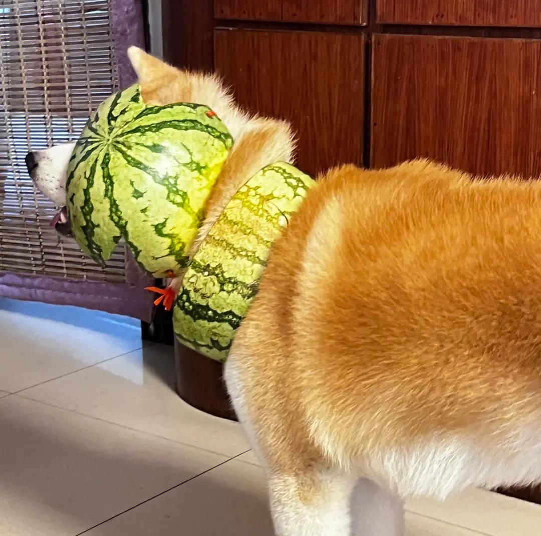 家里养一只狗有什么好处和坏处,家里养一个月的狗有什么说法