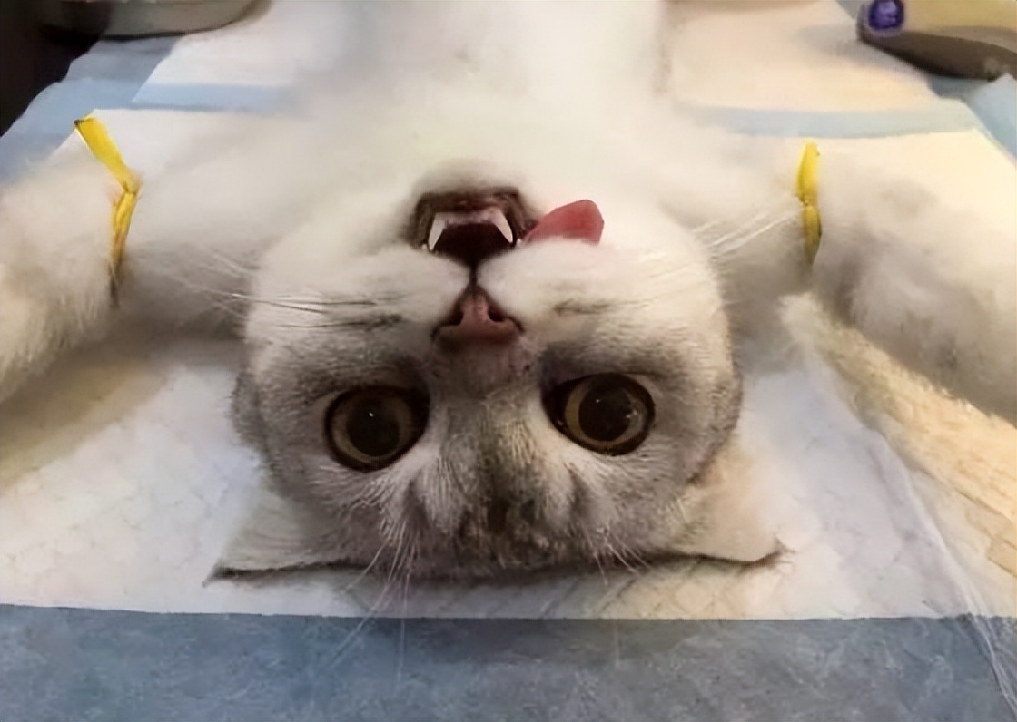 你必须要知道的宠物知识,猫咪必须打完三针疫苗才能绝育吗