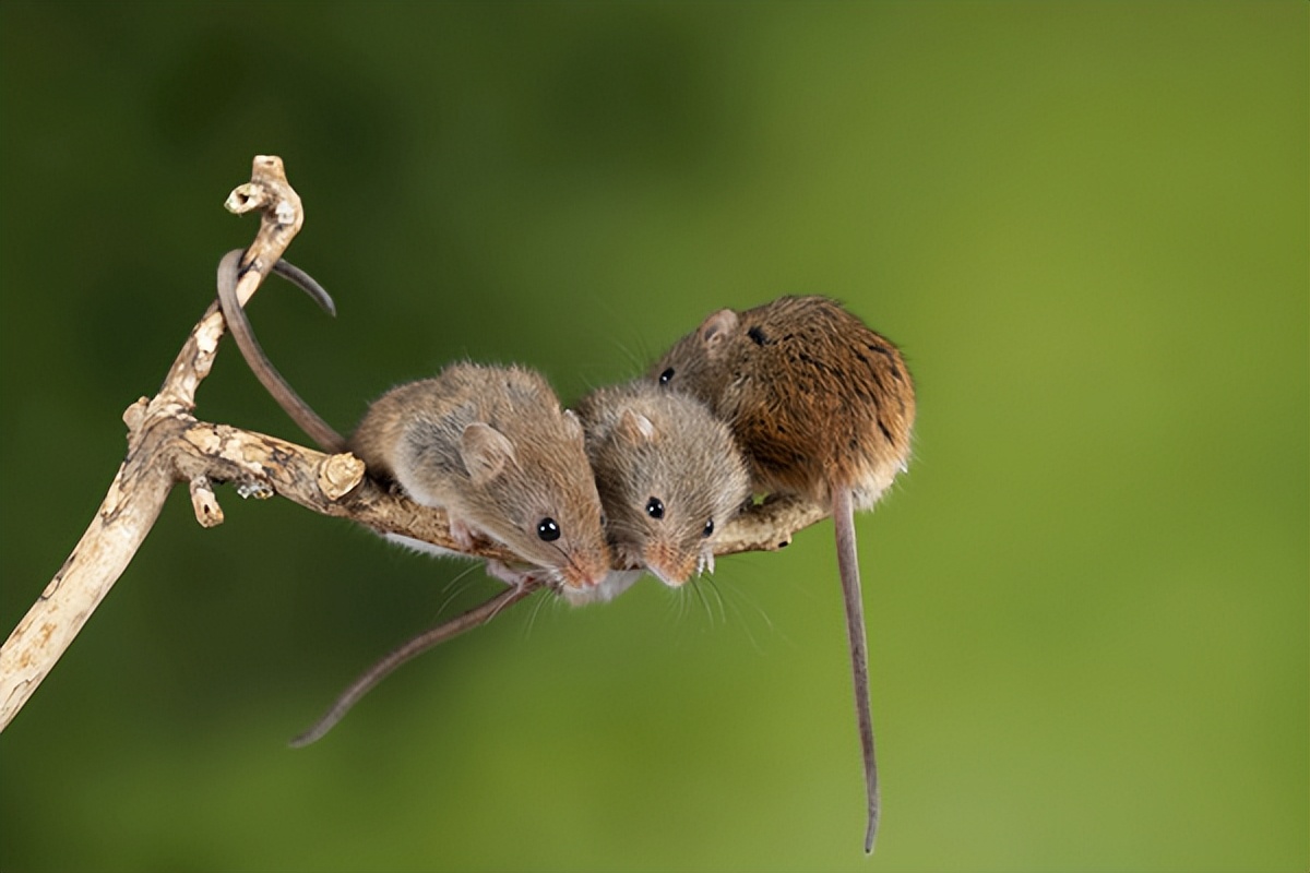 灭鼠的最好方法家庭灭鼠,家庭如何灭鼠方法讲解