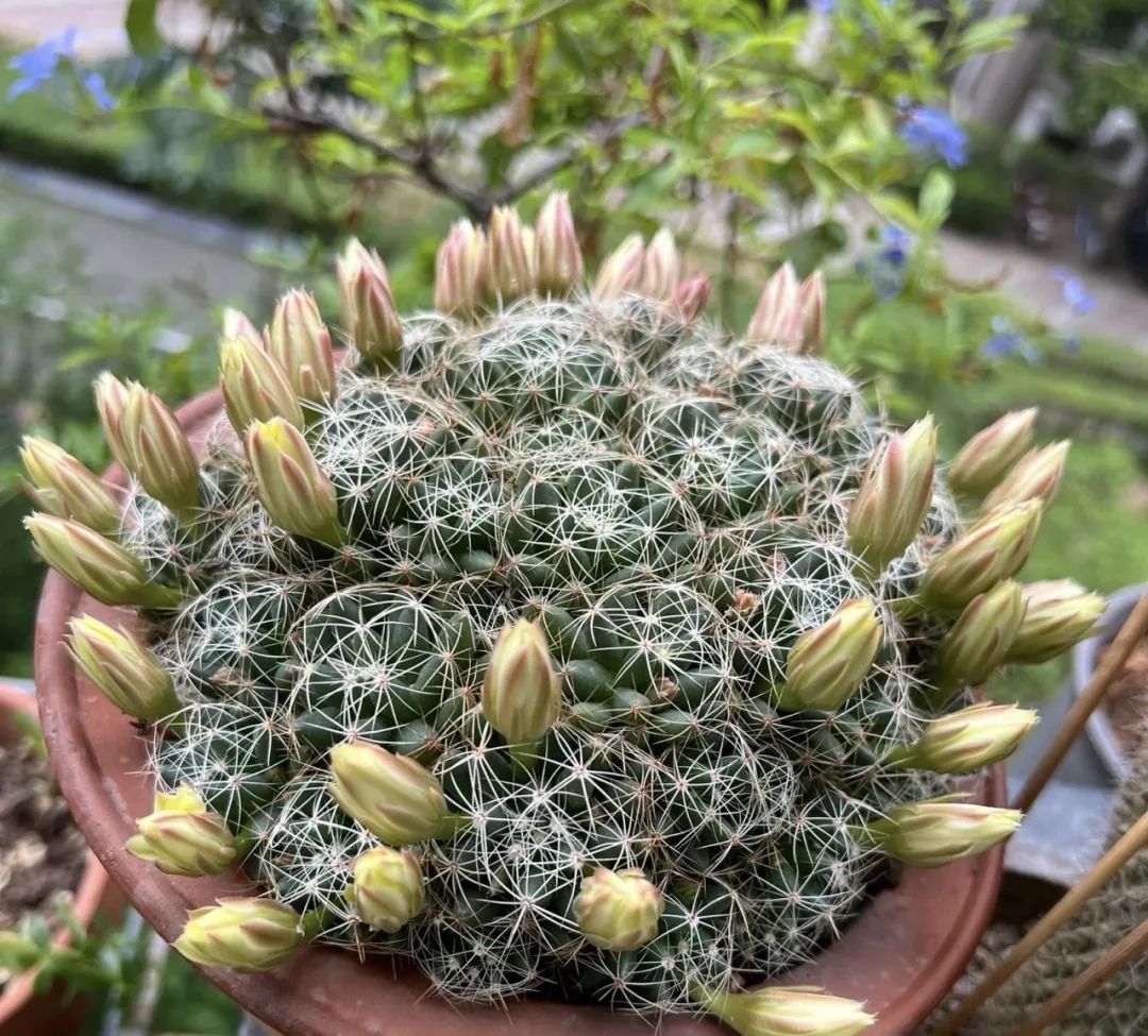 水种植物烂根怎么补救,不要用这种水浇花不然花越养越枯