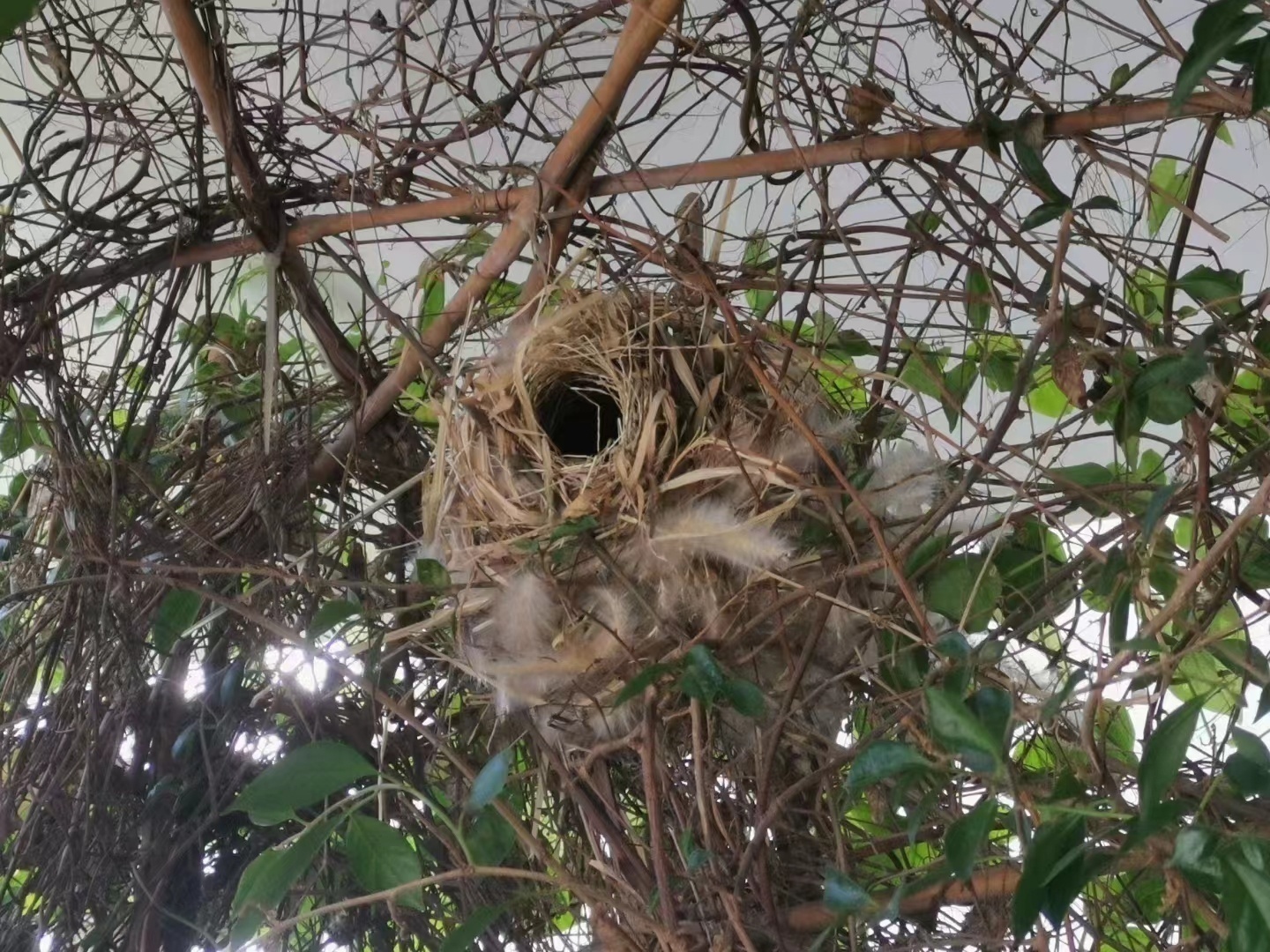 野生鸟类保护幼崽,农村常见的鸟类保护动物