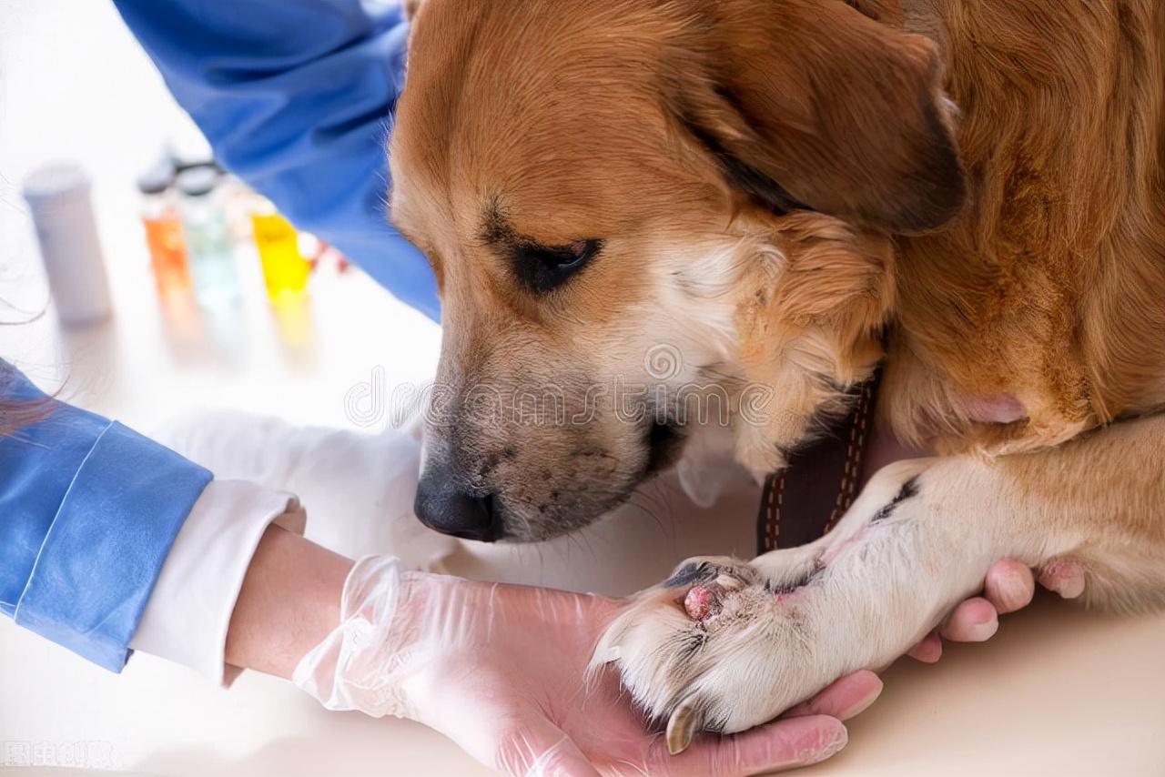 狗狗伤口渗出血怎么办,狗狗伤口发脓怎么处理