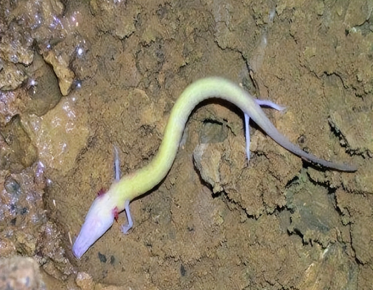 蛟龙的蛟是真的存在的吗,蛟龙发现什么生物