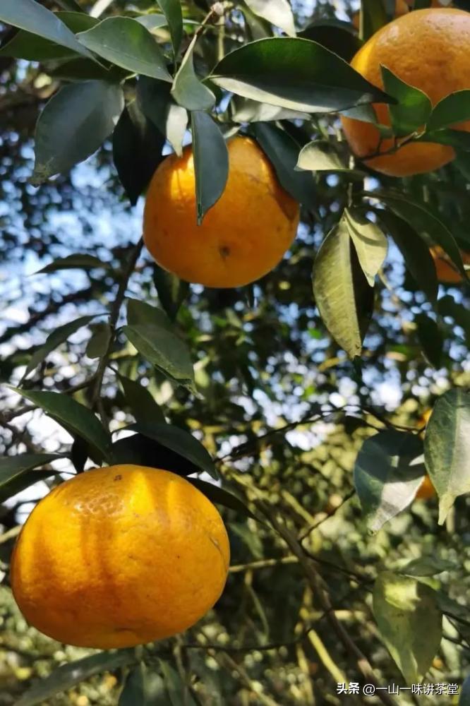 新会陈皮的产地有何特点,新会陈皮产区实地视频
