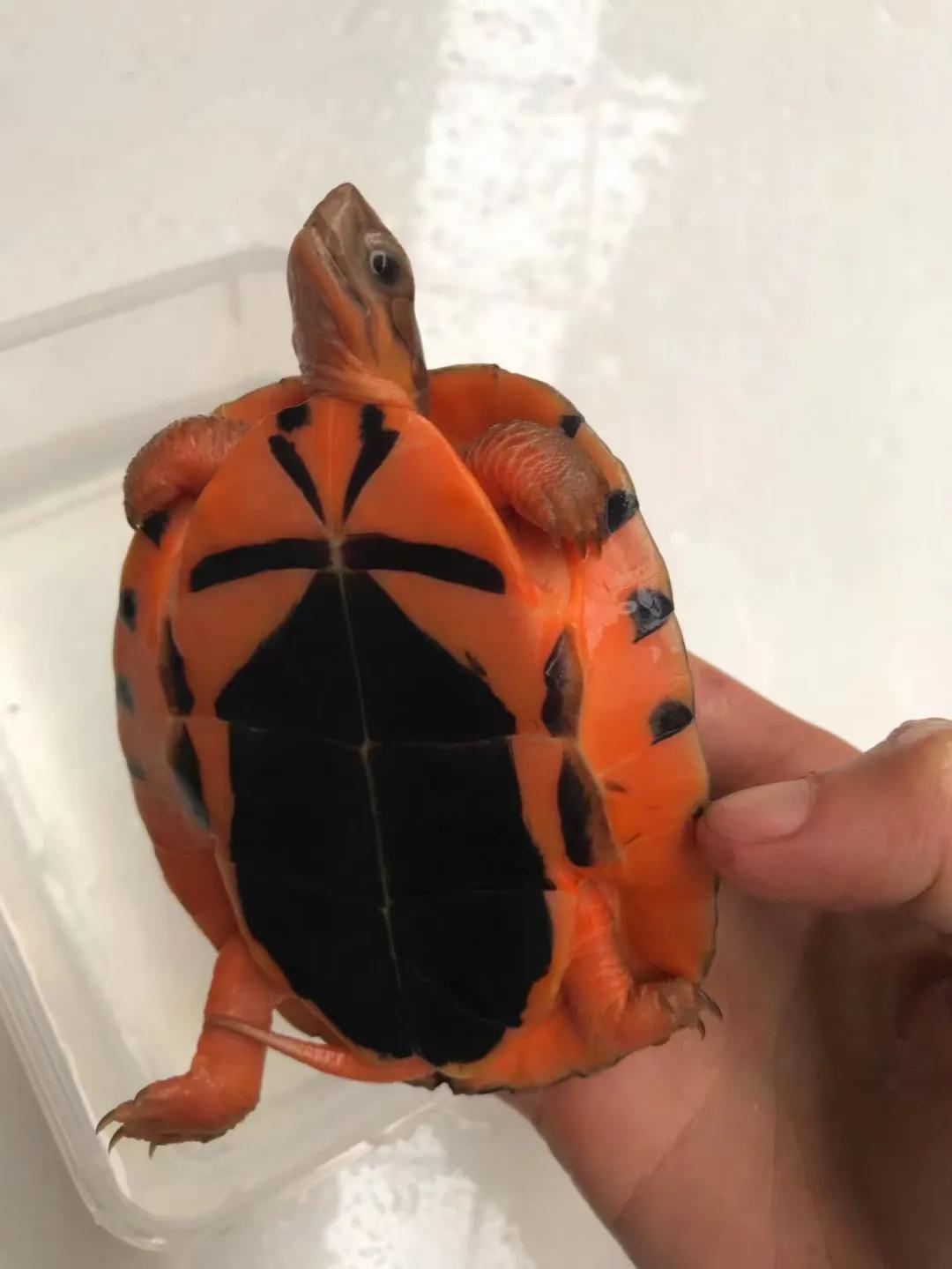 夏季养龟防蚊虫也是日常工作重点,夏季养宠知识划重点每年必考