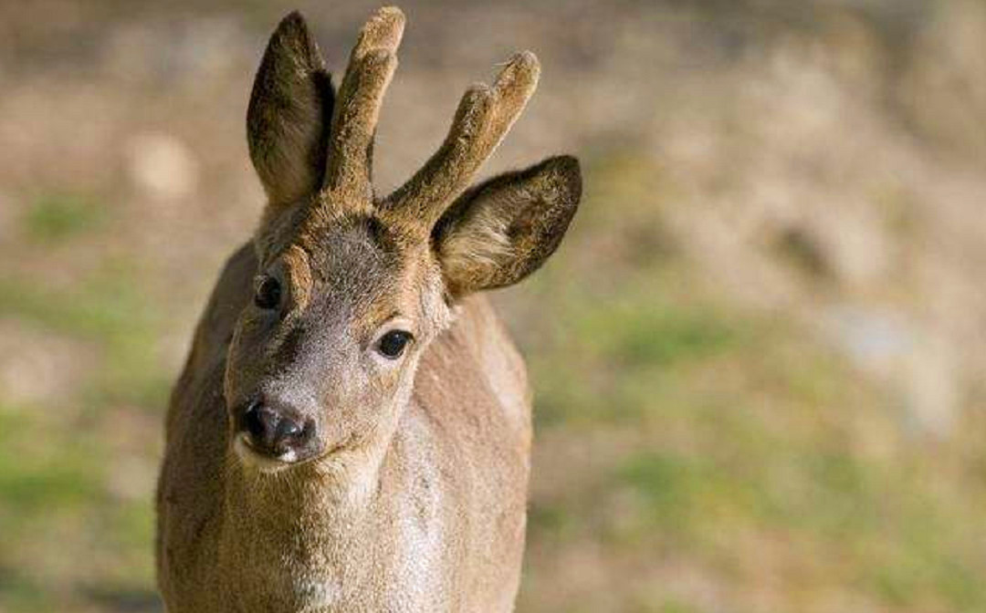 吉林男子野外捡鹿,吉林男子捡到小鹿
