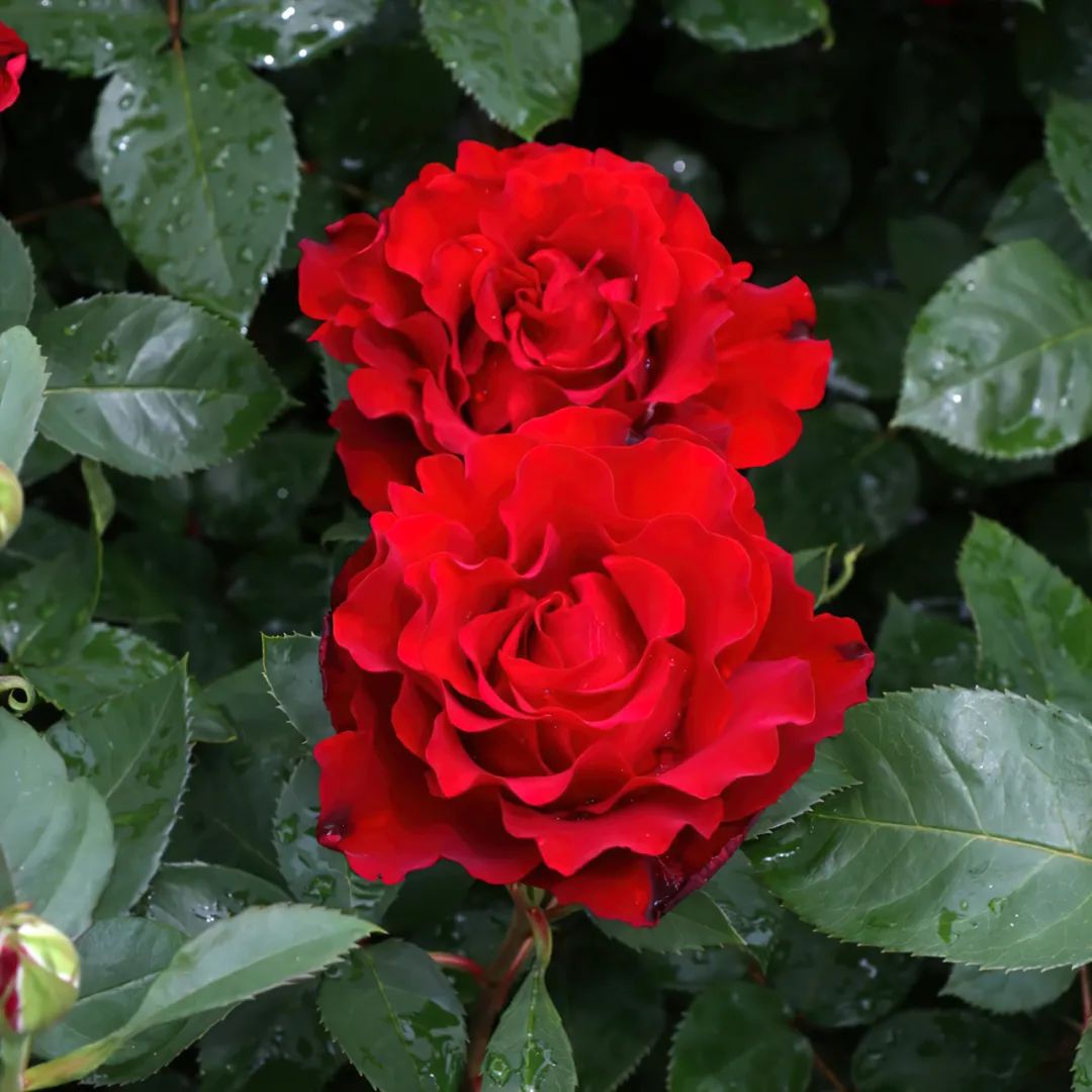 比较鲜又好养的月季品种,最值得养的大花浓香月季品种