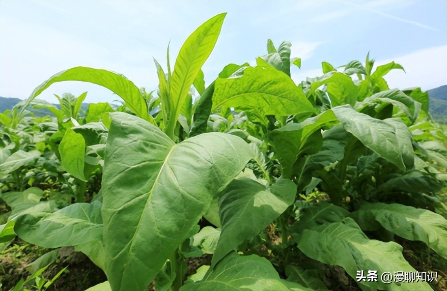 真菌病害多吗,真菌感染能引起多少种疾病