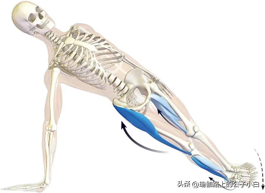 瑜伽解剖体式正位发力图,瑜伽侧板式体式